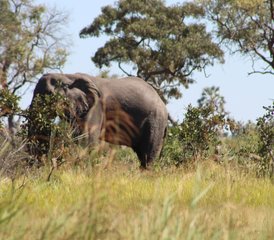 42-Daagse Okavango Delta Mokoro Safari in Botswana - Photo 1