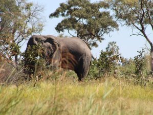2 Day Okavango Delta Mokoro Safari in Botswana