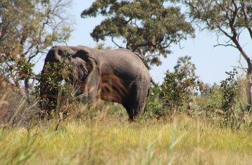 2-Daagse Okavango Delta Mokoro Safari in Botswana