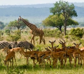 83 Day Tarangire, Manyara, and Crater Small Group Safari in Tanzania - Photo 1