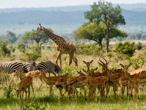 3 Day Tarangire, Manyara, and Crater Small Group Safari in Tanzania