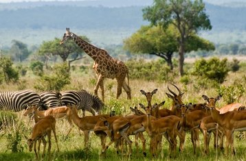 3-Daagse Tarangire, Manyara en Krater Kleine Groep Safari in Tanzania