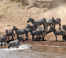 3-Daagse Groepssafari in Maasai Mara, Kenia - Photo 4