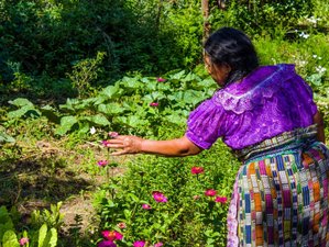 6 Day Plant Medicine for Recovery Retreat on Lake Atitlan in San Marcos, Guatemala