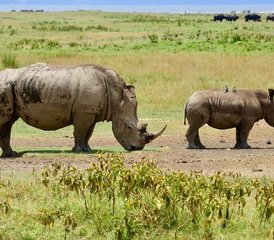 65 Day Tarangire, Manyara, Serengeti National Parks  and Ngorongoro Crater Safari Tour in Tanzania - Photo 1