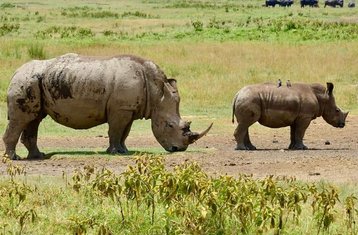 5 Day Tarangire, Manyara, Serengeti National Parks  and Ngorongoro Crater Safari Tour in Tanzania
