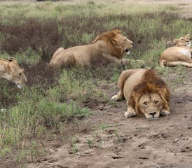 56 Day Authentic Vacation Adventure Tanzania Private Safari - Photo 1