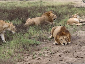 6 Tage Authentisches Urlaubsabenteuer Private Safari in Tansania