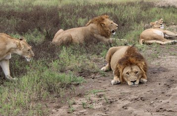 6 Tage Authentisches Urlaubsabenteuer Private Safari in Tansania