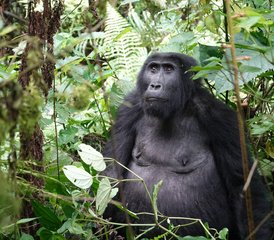 3 Day Gorillas in the Mist Trekking Safari in Bwindi National Park and Lake Bunyonyi in Uganda - Photo 3