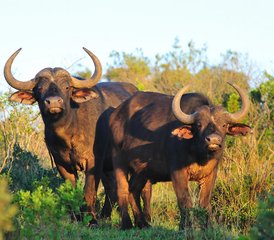 3-Daagse Tarangire National Park Wildlife Safari in Tanzania - Photo 2