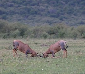9-Daagse Privé Safari in de Grote Riftvallei in Kenia - Photo 3