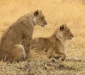 03-Daagse Safari in Central Kalahari Game Reserve - Photo 1