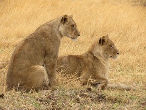 3 Day Central Kalahari Game Reserve Mobile Safari