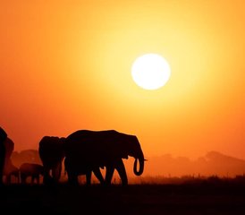 3 Tage Beste Amboseli Private Safari in Kenia - Photo 4
