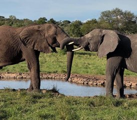 102 jours en court safari en Tanzanie : découvrir le parc national de Tarangire et le cratère du Ngorongoro - Photo 1