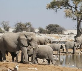 11 días de safari en Namibia con alojamiento incluido - Photo 2