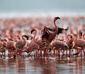 58 días de safari combinado en Kenia y Tanzania - Photo 1