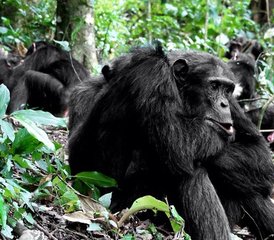 15 Day Wildlife, Apes, Chimpanzees, and Nature Safari Tour in Uganda - Photo 2