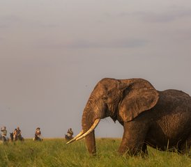 8 días de safari de elefantes en el Kilimanjaro y vacaciones a caballo en Tanzania - Photo 5