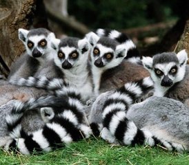 7-Daagse Lemur Safari Tour in Madagaskar - Photo 3