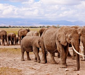 9 Tage private Safari in Tansania: Tarangire, Ngorongoro und Serengeti mit Badeurlaub auf Sansibar - Photo 4