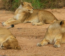 7 Days Luxury Safari in Kenya, East Africa - Photo 3