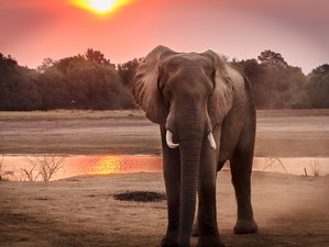 4 Day 4-Star Wild Safari Special including Kruger National Park, South Africa