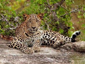 6-Daagse Schilderachtige Natuur en Wildlife Tour in Sri Lanka 