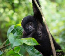 2-Daagse Gorilla-Trekking Safari van Rwanda naar Nationaal Park Bwindi, Oeganda - Photo 3