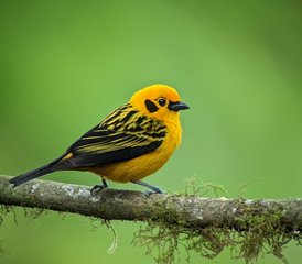 105 jours expédition et circuit faune au cœur de la forêt nuageuse, Équateur - Photo 1