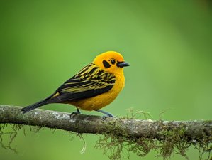 5 Day Expedition and Wildlife Tour Into the Heart of The Cloud Forest in Ecuador