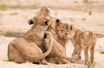 4-Daagse Safari-odyssee Door de Majesteit Van Amboseli En de Ongetemde Schoonheid Van Tsavo"