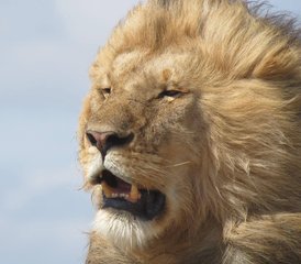 5 jours safari camping, Tarangire, Serengeti & Ngorongoro, Tanzanie - Photo 4