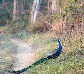 4 jours circuit jungle et faune sauvage à Chitwan, Népal - Photo 2