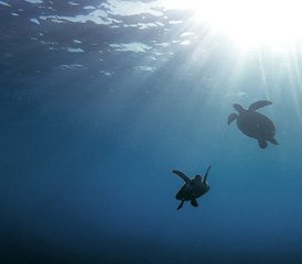 6 Day Open Water Diving Camp with PADI Certification in Best Diving Town in Tenerife, Spain - Photo 4