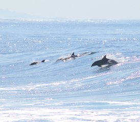 3 Day Surf n Stay in KwaZulu-Natal, South Africa  - Photo 2