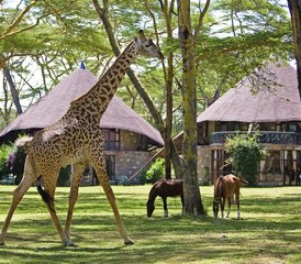 56 Tage Magische Safari in Kenia - Photo 1