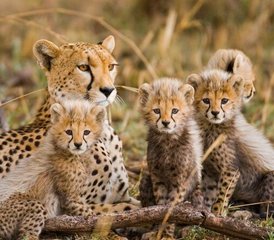 5 jours en stage de safari ultra-luxueux au parc national du Serengeti, Tanzanie - Photo 5