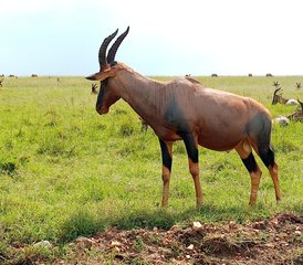 10 jours aventure safari Le meilleur du Kenya et de la Tanzanie, Kenya et Tanzanie - Photo 3