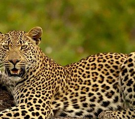 6 Day Mid-Range Safari in Tarangire, Serengeti, and Ngorongoro Crater in Tanzania - Photo 4