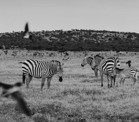 7 Tage Rückkehr in die Wildnis Yoga und Safari Retreat in Laikipia, Kenia - Photo 2