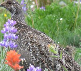 7 Tage Wildtierverfolgung und Naturschutz Reiturlaub in Kanada - Photo 4