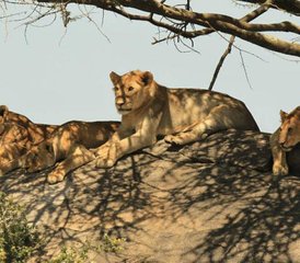 3 Tage Gemeinsame Safari im Serengeti-Nationalpark und im Kratergebiet in Tansania - Photo 4