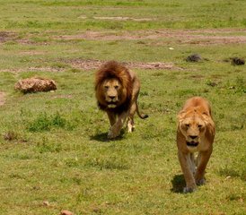 38 Day Lake Manyara, Ngorongoro, and Serengeti Classic Safari in Tanzania - Photo 1