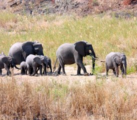 6 jours safari exclusif en 4x4 en autotour de Berg à Bush à Lekgalameetse et Letaba, Afrique du Sud - Photo 4