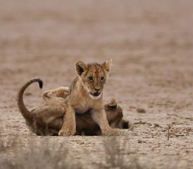 312 Tage Tansania Safari, Kulturelle Tour und Sansibar Strandurlaub - Photo 1