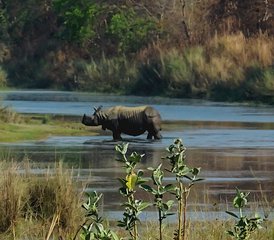 4-Daagse Ontzagwekkende Wildlife-ervaring in Bardiya National Park, Bardiya, Nepal - Photo 5
