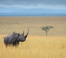 4 Day Great Migration Safari with Camping in Masai Mara, Kenya - Photo 5