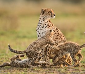 55 jours safari en groupe en Tanzanie au Serengeti, lac Manyara, Tarangire et cratère du Ngorongoro, Tanzanie - Photo 1